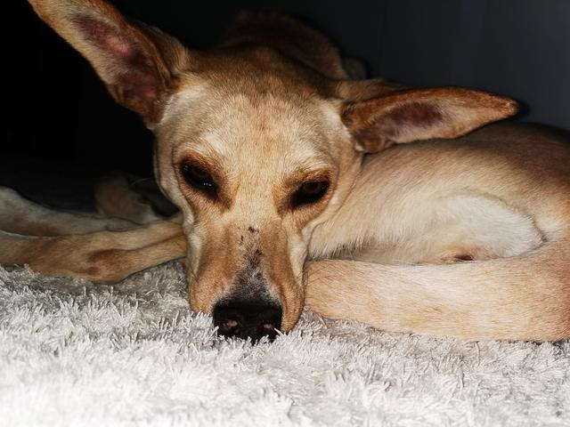 Diese süße Maus hört auf den Namen "Abby"  - sie fühlt sich in ihrem neuen Zuhause sichtlich wohl | Foto: Karin Baumgartner