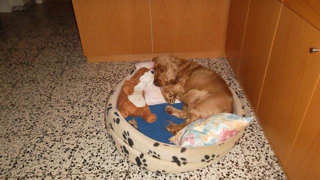 Dieses müde Kerlchen hört auf den Namen "Max" | Foto: Herbert Kienast