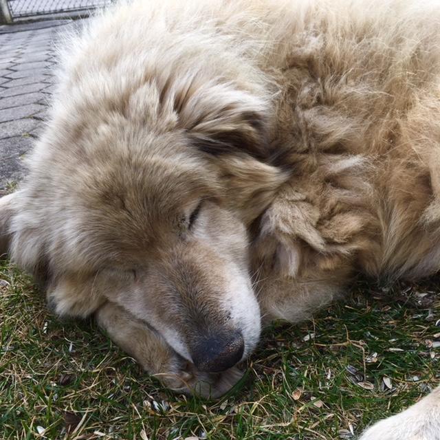 Aber entscheidet sich doch lieber für ein Schläfchen | Foto: Uschi Polgar