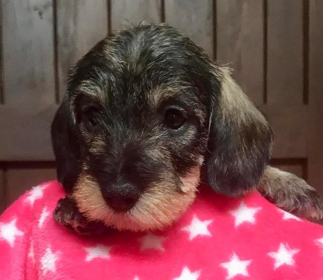 Diese kleine Hundedame kann es schon kaum mehr erwarten bis sie endlich 3 Monate alt ist. Dann darf die kleine Daisy nämlich endlich in ihr neues Zuhause | Foto: Margarete Beringer