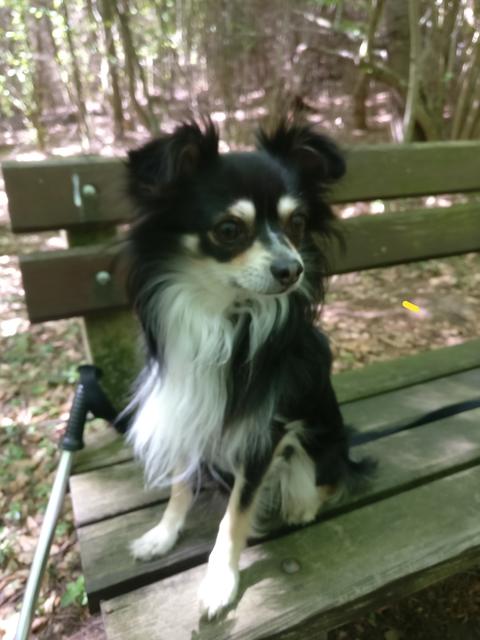 Dieser flauschige Vierbeiner hört auf den Namen Mickey und ist der ganze Stolz seines Frauchens | Foto: Ulrike Schwarz