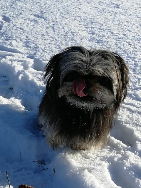 Schleckermäulchen "Tweety" | Foto: Veronika Zwinz