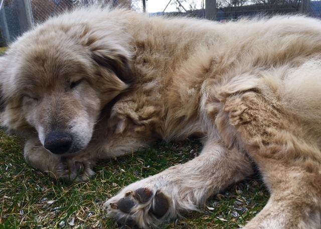 Dieser schläfrige "Eisbär" hört auf den Namen Samy | Foto: Uschi Polgar