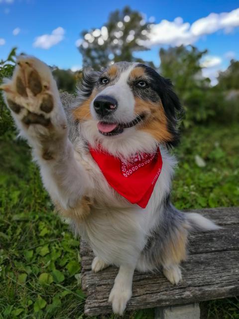 Diese freche Hundedame heißt Kiana - hier zeigt sie ihr Kunststückchen "High Five" | Foto: Simon Wrbka