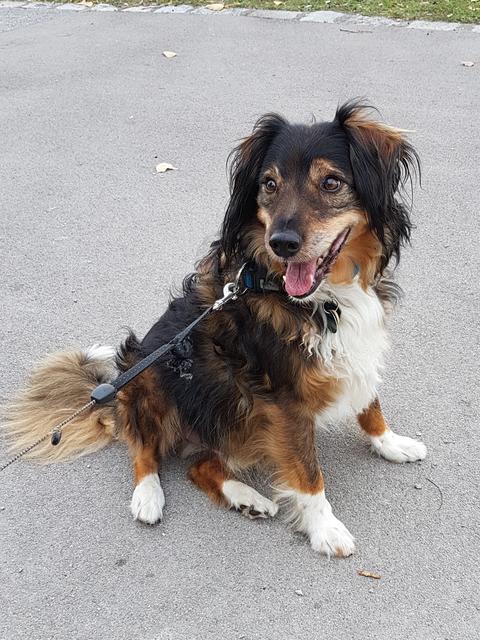 Der flauschige Vierbeiner weiß genau, wie er sein Frauchen um den Finger wickeln kann | Foto: Brigitte Böhm