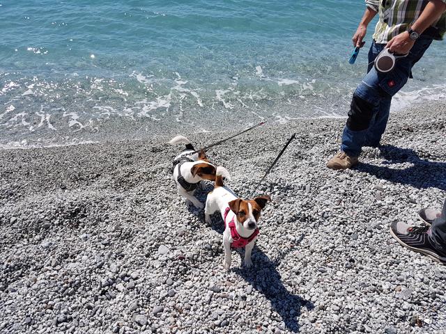 Diese zwei Jack Russel Terrier können gar nicht genug Leckerlis bekommen | Foto: Sonja Gosch