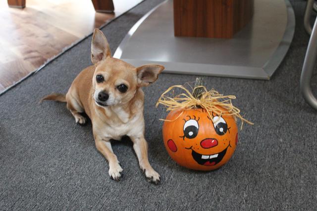 Dieses kleine Kerlchen heißt Nico | Foto: Sarah Pusch