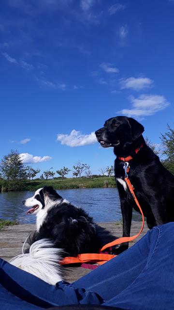 "Entspannen am See" - Border-Collie-Spitz Mischling Hanny &amp; Labrador Mischling Jordan bei einem Ausflug | Foto: Claudia Weninger