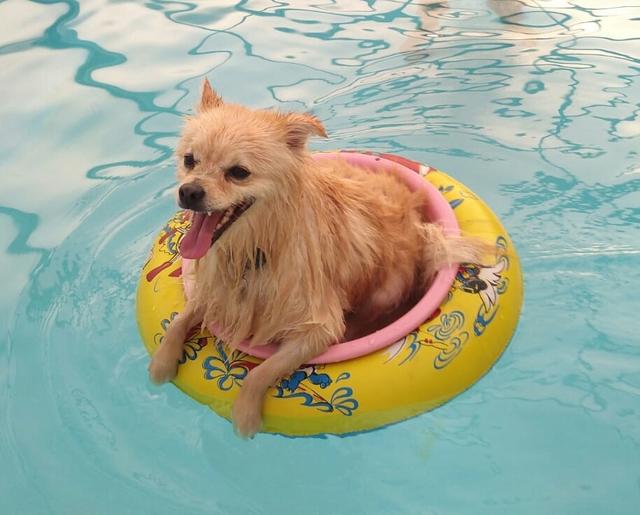 "Balu" der Bademeister | Foto: Helga Sauberer