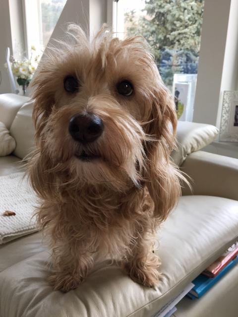 Nicht nur ein neues Frauchen wartet auf Daisy, sondern auch die "große Schwester" Nelli | Foto: Margarete Beringer