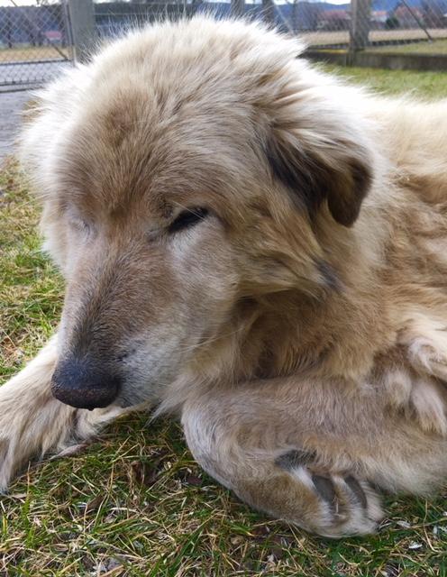Samy riskiert hier mal ein Äuglein | Foto: Uschi Polgar