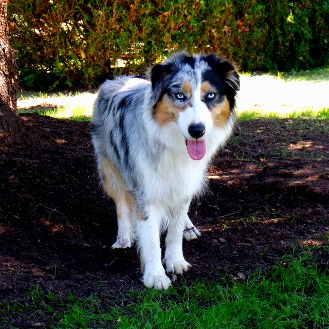 Kiana liebt es in der Natur zu sein | Foto: Simon Wrbka