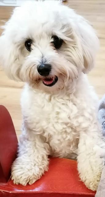 Dieses flauschige Hündchen hört auf den Namen Mika | Foto: Daniela Winkler