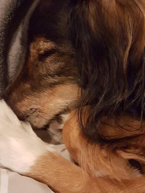 Das ist der 10 Jahre alte Hundeherr "Casper" | Foto: Brigitte Böhm