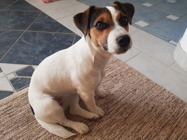 Der kleine Jack wartet schon ungeduldig auf die Abfahrt | Foto: Sonja Gosch