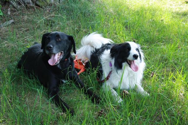 Der 9 Jahre alte Hundebub und die 2 Jahre alte Hundedame im Gras | Foto: Claudia Weninger