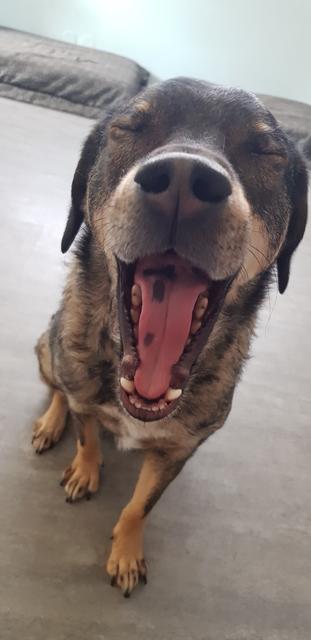 Diese müde Hundedame hört auf den Namen "Sweetie Pie"  | Foto: Sabine Stifter