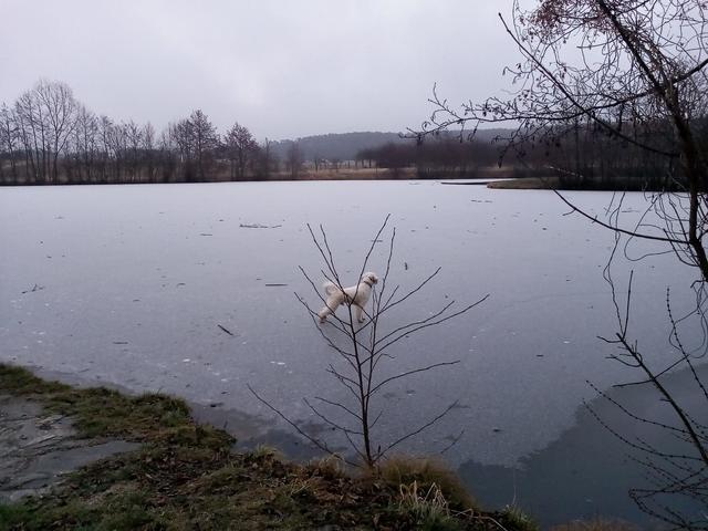 Ganz mutig traut er sich auch immer auf den zugefrorenen Druidenteich | Foto: Ingrid Scharl 