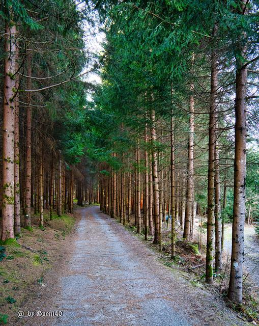 ........der Wald erwartet einen schon,man muss nur seinen Weg gehen.....