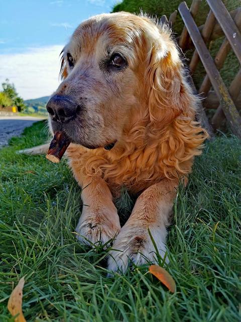 "So leicht bringt Prinz nichts aus der Ruhe" | Foto: Andrea Handler-Gschweidl