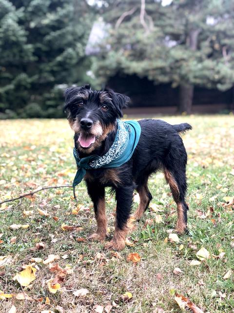 Diese bezaubernde Hundedame hört auf den Namen Billa | Foto: Katrin Schöndorfer