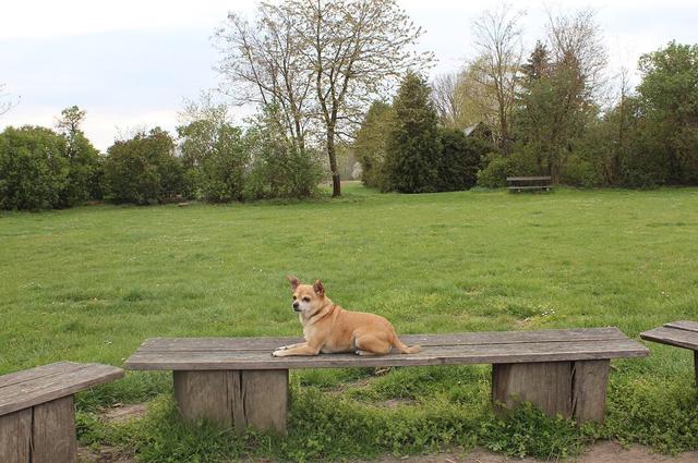 Aber das Ausrasten gehört für ihn zu einem guten Spaziergang | Foto: Sarah Pusch