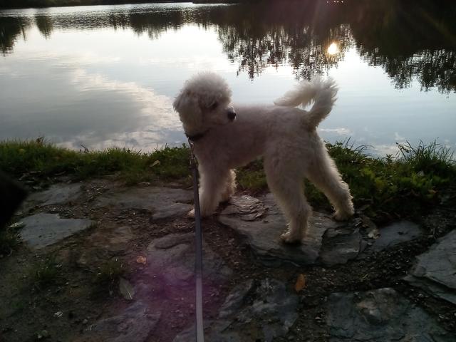 Egal bei welchem Wetter, das Frauchen geht immer raus mit Olaf | Foto: Ingrid Scharl