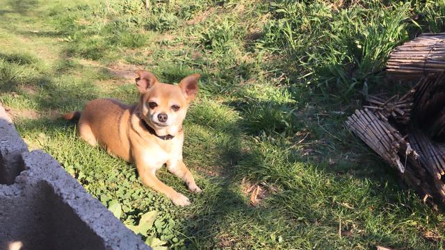 Dieser Frechdachs heißt Nico | Foto: Sarah Pusch