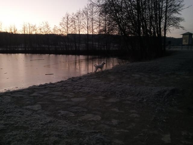 Am liebsten geht Olaf mit seinem Frauchen spazieren | Foto: Ingrid Scharl