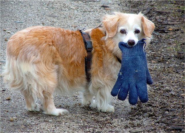 "Spazierengehen ohne Handschuh? - Kommt nicht in Frage!" | Foto: Traude Moser