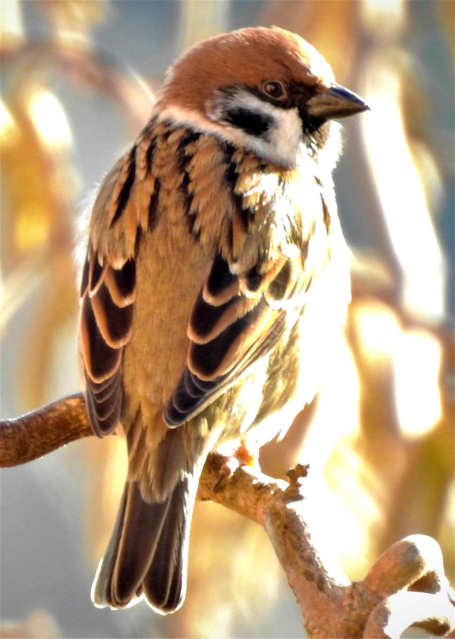 Wer KLOPFET an der Lenz ist im kommen Weiz