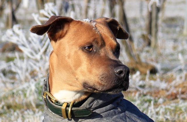 Hundedame Leyla mit "Schneekrönchen" | Foto: Rudol Schindler