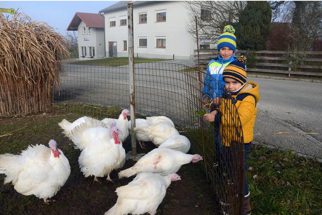 Die Truthühner bekommen oft Gesellschaft von Spaziergängern.