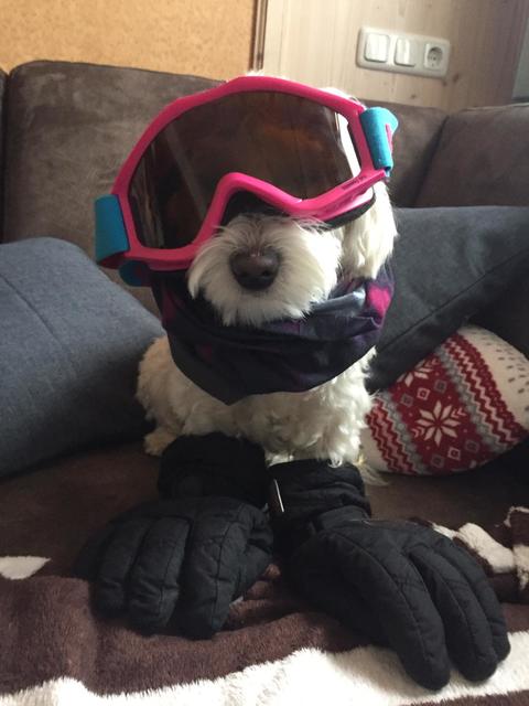 Der kleine Hund lässt jeden Spaß mit sich machen | Foto: Anita König