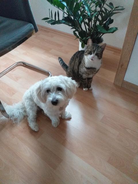 "Größenvergleich" 11 Monate alter Havaneser-Bub Benni mit der Katze von Frauchen | Foto: Anita König