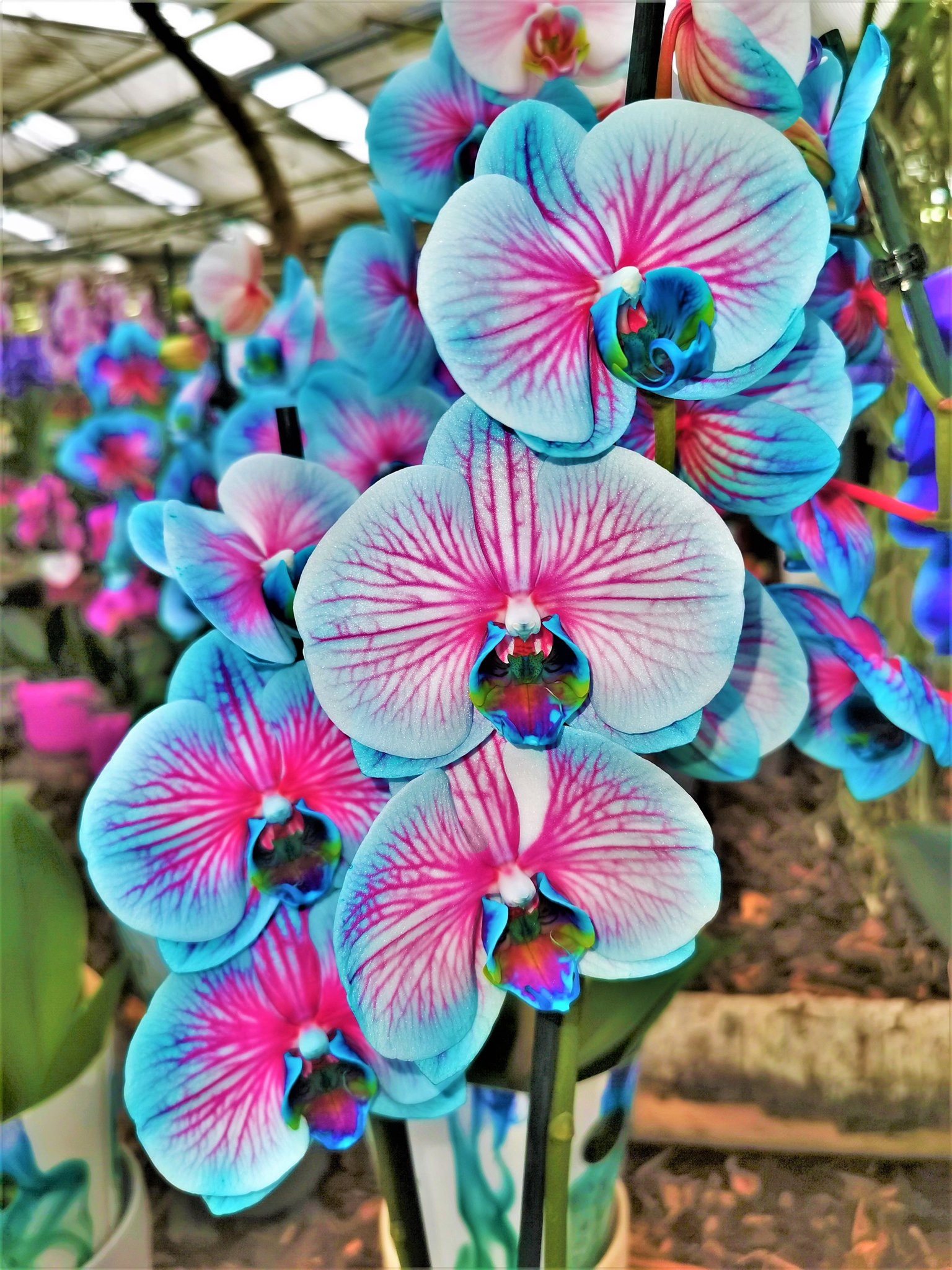 Große OrchideenAusstellung Willis Erlebnisgärtnerei Graz! Graz