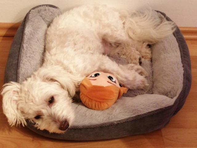 Havaneser Benni mit seiner liebsten Anna Plüschpuppe | Foto: Anita König