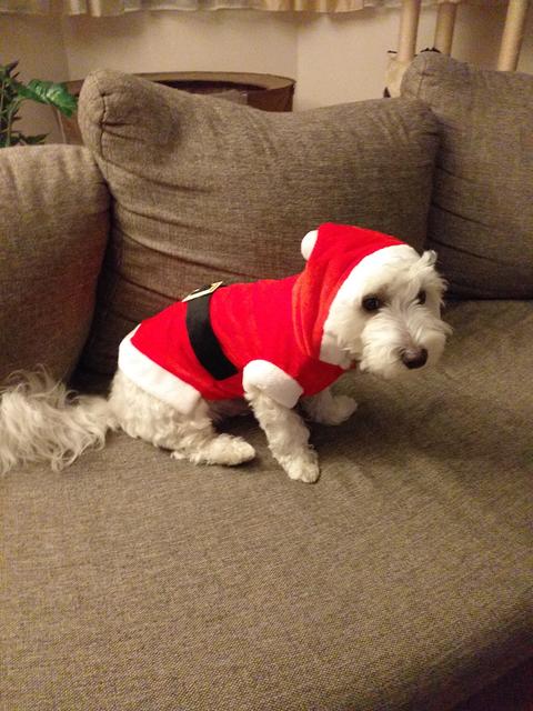 Benni hat für jeden Anlass das passende Outfit! | Foto: Anita König