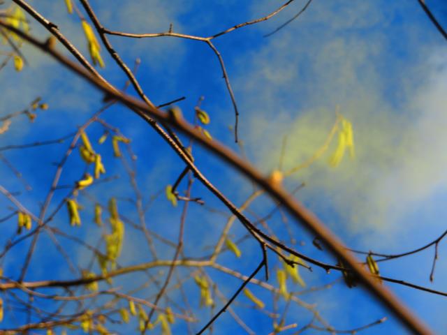 Am 12.2. färbten die Pollen der Haselsträucher an der Gail  den blauen Himmel gelb.