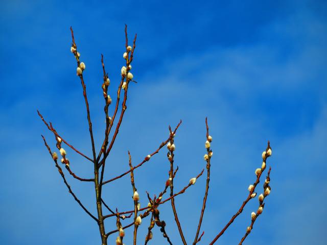 In Innerteuchen, Arriach, blühten Ende Jänner die Palmkätzchen.