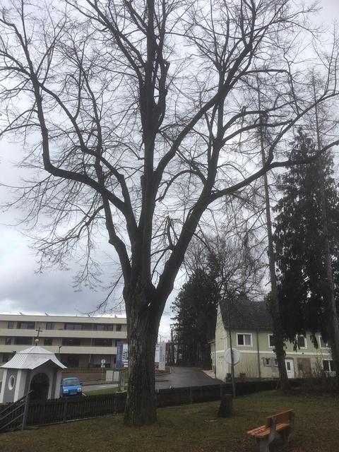 Die Kaiserlinde und der Park rundherum steht im Fokus.