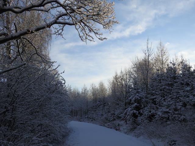 Das Waldviertel: Idyllisch, aber laut Statistik Austria immer weniger Einwohner. | Foto: BB Archiv