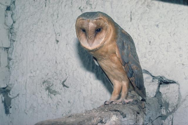 Wenn Sie eine Schleiereule sichten, melden Sie sich bitte bei Hans Wurm!