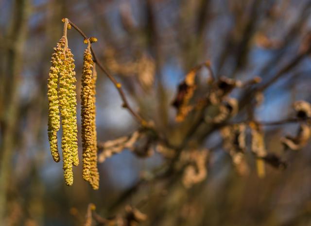 Pollenallergiker aufgepasst: Durch die Klimakrise blühen Bäume und Sträucher nicht nur früher, sondern auch länger.