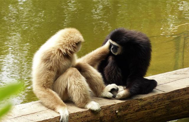 Weißarmgibbons beim Austausch von Zärtlichkeiten