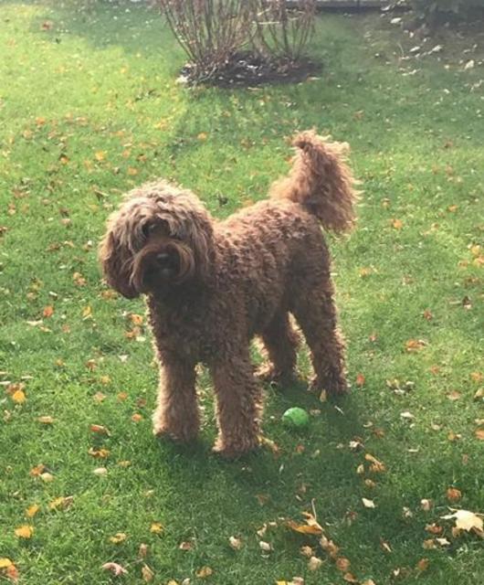 Labradoodle-Dame "Emmi" liebt alle Menschen und ist ausgebildetet Therapie- und Begleithund | Foto: Josef Polzer