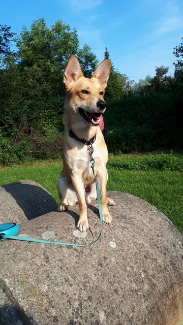 Dieser fesche Bub hört auf den Namen "Rico" | Foto: Alexander Lehner