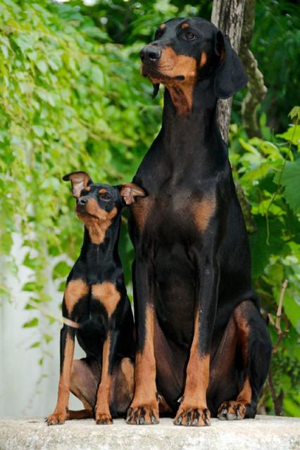 Dobermann-Dame Kira hat den kleinen Pincher Mango angeleint an einem Baum bei einem Spaziergang entdeckt. Seitdem sind sie unzertrennlich | Foto: Barbara Gerdenits