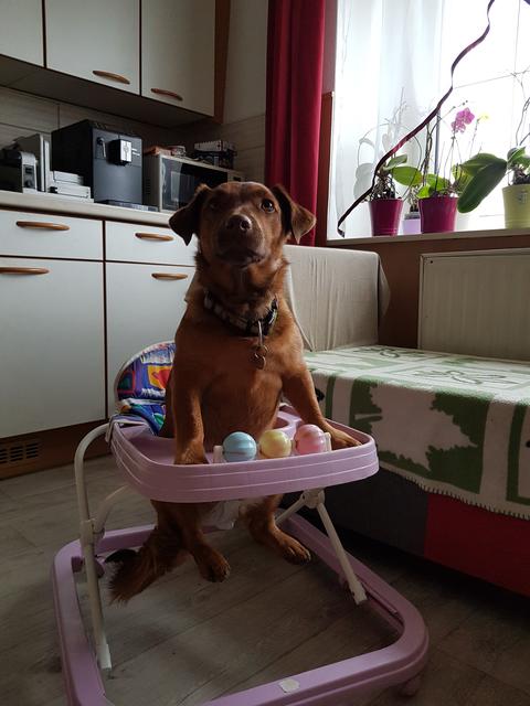 Hundebub "Aaron" ist wie das Kind von seinem Herrchen | Foto: Roman Bauer