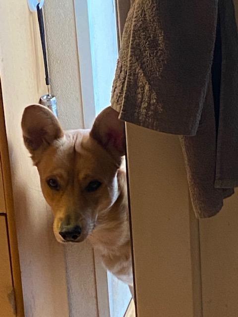 "Was guckst du?" - Hund Rico schaut neugierig um die Ecke | Foto: Alexander Lehner